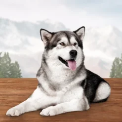 Blue Buffalo Wilderness Trail Treats High Protein Grain-Free Crunchy Dog Treats Biscuits Salmon Recipe -PawHut Sales Store GUEST 945c4f79 edca 4c3a 8153 bc52bf597db0