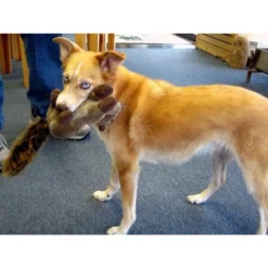 Fluff & Tuff Peanut Chipmunk Dog Toy -PawHut Sales Store GUEST 95ac90a5 db3c 449d ad7a 556b873013c4