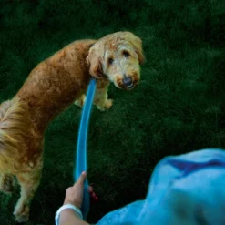 Nite Ize Nite Dog Rechargeable LED Dog Leash - Blue/Blue -PawHut Sales Store GUEST 98e2f88d 302a 4735 a637 baaf67738a4f