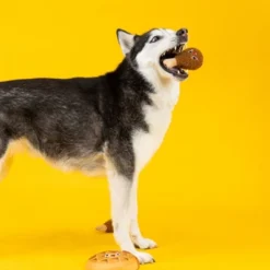 PetShop By Fringe Studio Waffle And Chicken Dog Toys - 3pk -PawHut Sales Store GUEST a2ac451a f12e 4456 8e7f 28ebdfb13599