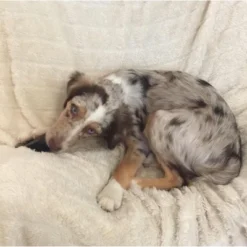 Pawstruck Natural Bulk Cow Hooves For Dogs - Made In The USA Bulk Dog Dental Treats & Dog Chews Beef Hoof, American Made 17 Pawstruck Natural Bulk Cow Hooves For Dogs - Made In The USA Bulk Dog Dental Treats & Dog Chews Beef Hoof, American Made -PawHut Sales Store GUEST a2d30536 eb8c 43b6 b2b9 bdd148b6f975