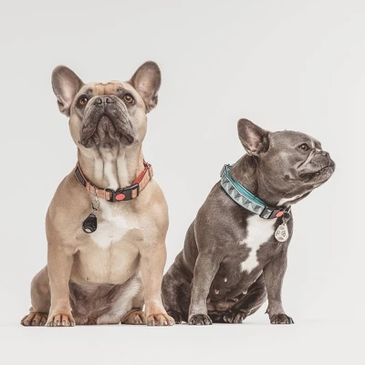 Tickless Natural Flea & Tick Repellent For All Dog Sizes - Black 4 Tickless Natural Flea & Tick Repellent For All Dog Sizes - Black - Image 4