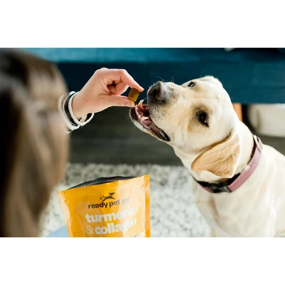 Ready Pet Go Turmeric & Collagen Dog Chews, Hip And Joint Chews For Dogs Mobility & Comfort, Bacon & Cheese Flavor, 90ct 1 Ready Pet Go Turmeric & Collagen Dog Chews, Hip And Joint Chews For Dogs Mobility & Comfort, Bacon & Cheese Flavor, 90ct
