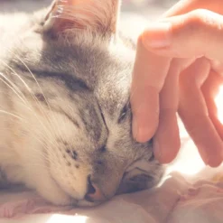 Cat House - Indoor Bed With Removable Foam Cushion - Cat Cave For Puppies, Rabbits, Guinea Pigs, Hedgehogs, And Other Small Animals By PETMAKER (Pink) -PawHut Sales Store GUEST ae6a0d94 36ae 4058 8030 63bf5552b944