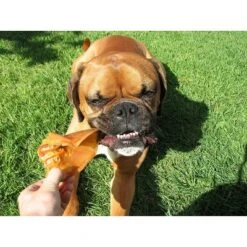 Pawstruck Natural Jumbo Pig Ears Chews For Dogs | Premium Pork Treats Made In USA | Supports Dental Health | No Artificial Ingredients 14 Pawstruck Natural Jumbo Pig Ears Chews For Dogs | Premium Pork Treats Made In USA | Supports Dental Health | No Artificial Ingredients -PawHut Sales Store GUEST b4c1c32a c17e 4b5a 8b8b b7e8edf66555