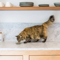 I And Love And You Pate All Day With Chicken, Fish And Turkey Flavor Wet Cat Food Variety Pack - 3oz/12ct -PawHut Sales Store GUEST b57b66b6 3e62 49df 9216 2d01eb075aa4