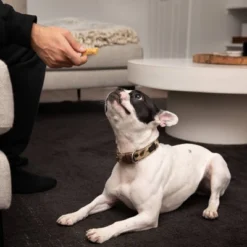 Rocco & Roxie Supply Co.Baked Salmon With English Peas And Thyme Dog Biscuits Dog Treats - 14oz -PawHut Sales Store GUEST ba7db291 7bee 4e9d b028 2f739552751d