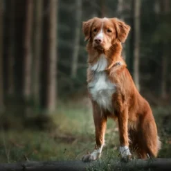 Blue Buffalo Wilderness Rocky Mountain Recipe High Protein Natural Adult Dry Dog Food Beef With Grain - 4.5lbs -PawHut Sales Store GUEST bc26c326 db74 492a bb1b df8159f2ebb7