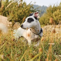 Nutro Natural Choice Chicken & Brown Rice Senior Small Breed Dry Dog Food - 5lbs -PawHut Sales Store GUEST bec4b3e5 7656 4ee2 8ceb 92483b6fddd3