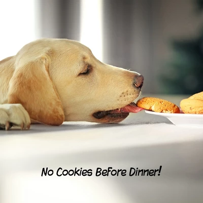 Indoor Pet Gate - 4-Panel Folding Dog Gate For Stairs Or Doorways - 73.5x32-Inch Tall Freestanding Pet Fence For Cats And Dogs By PETMAKER (White) 4 Indoor Pet Gate - 4-Panel Folding Dog Gate For Stairs Or Doorways - 73.5x32-Inch Tall Freestanding Pet Fence For Cats And Dogs By PETMAKER (White) - Image 4