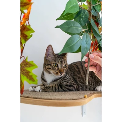 On2Pets Summer Cat Canopy Shelves - Orange/Green - 2ct 2 On2Pets Summer Cat Canopy Shelves - Orange/Green - 2ct - Image 2