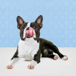 Blue Buffalo Blue Bits Natural Soft-Moist Training Dog Treats With Chicken Recipe 7 Blue Buffalo Blue Bits Natural Soft-Moist Training Dog Treats With Chicken Recipe -PawHut Sales Store GUEST cbad5c63 dc7a 4a0b 9582 4bd1b2359ce7 1