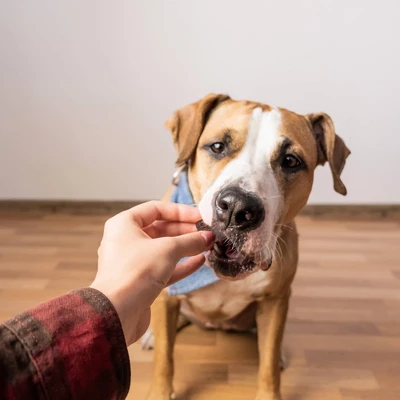 Zesty Paws Lil' Zesties Aller-Immune Supplement Squares - Smoked Turkey - 10oz 4 Zesty Paws Lil' Zesties Aller-Immune Supplement Squares - Smoked Turkey - 10oz - Image 4