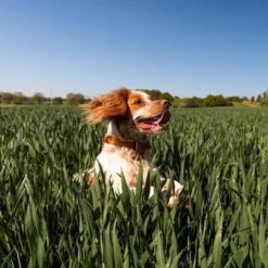 Nutro Natural Choice Small Breed Adult Chicken And Brown Rice Dry Dog Food 17 Nutro Natural Choice Small Breed Adult Chicken And Brown Rice Dry Dog Food -PawHut Sales Store GUEST d154fe0d 83ee 4d9f 91e1 9a96edf21a77 3