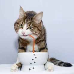 Necoichi Raised Cat Water Bowl 11 Necoichi Raised Cat Water Bowl -PawHut Sales Store GUEST d334cb6f d715 4b67 8e19 fc2bd611e6dc