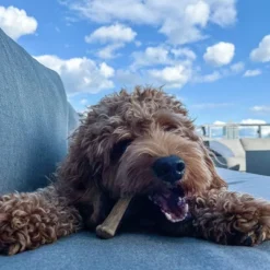 Nylabone Natural Healthy Edibles Variety Pack - Roast Beef & Chicken- 34 Chews