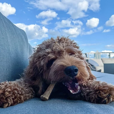 Nylabone Natural Healthy Edibles Variety Pack - Roast Beef & Chicken- 34 Chews 1 Nylabone Natural Healthy Edibles Variety Pack - Roast Beef & Chicken- 34 Chews