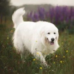 Blue Buffalo Life Protection Formula Natural Senior Dry Dog Food With Chicken And Brown Rice -PawHut Sales Store GUEST d9b44b13 1ac6 435c b623 df7a235194bf