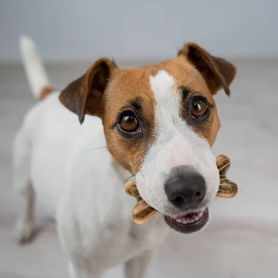 Zesty Paws Dental With Cinnamon Dog Treats - Large - 8ct 5 Zesty Paws Dental With Cinnamon Dog Treats - Large - 8ct - Image 5