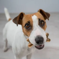 Zesty Paws Dental With Cinnamon Dog Treats - Small - 28ct -PawHut Sales Store GUEST daac623f 4909 45d7 b914 ae152fae6a43