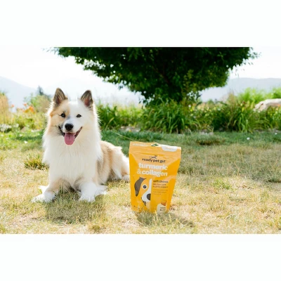Ready Pet Go Turmeric & Collagen Dog Chews, Hip And Joint Chews For Dogs Mobility & Comfort, Bacon & Cheese Flavor, 90ct 3 Ready Pet Go Turmeric & Collagen Dog Chews, Hip And Joint Chews For Dogs Mobility & Comfort, Bacon & Cheese Flavor, 90ct - Image 3