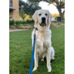 Country Brook Petz 3/4 Inch Nylon Dog Leash