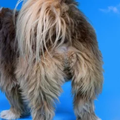 Native Pet Probiotic Supplement Powder With Bone Broth For Dogs - 4.1oz -PawHut Sales Store GUEST df70c4b3 feb5 4e6b b6b1 7d3abf4e7d43