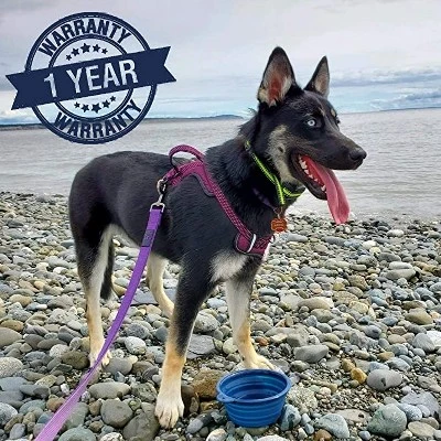 Bonza Collapsible Dog Bowl 2 Bonza Collapsible Dog Bowl - Image 2