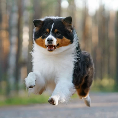 Blue Buffalo Life Protection Formula Natural Adult Healthy Weight Dry Dog Food Chicken And Brown Rice 5 Blue Buffalo Life Protection Formula Natural Adult Healthy Weight Dry Dog Food Chicken And Brown Rice - Image 5