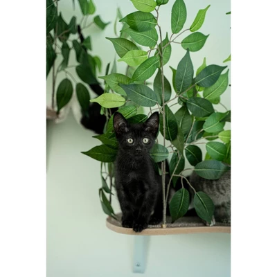 On2Pets Rectangle Cat Canopy Shelves - Green - 2ct 2 On2Pets Rectangle Cat Canopy Shelves - Green - 2ct - Image 2