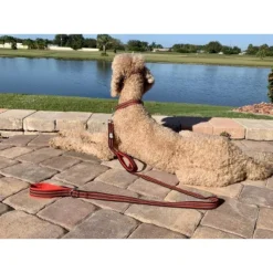 Black Rhino Dog Leash 5ft Long Double Handle W/ Reflective Lead - Aqua 9 Black Rhino Dog Leash 5ft Long Double Handle W/ Reflective Lead - Aqua -PawHut Sales Store GUEST e8513d8d 2590 4fcb ab28 bdc4c8f33d3b