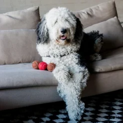 Midlee Red Nose Christmas Dog Tennis Balls (Standard) 8 Midlee Red Nose Christmas Dog Tennis Balls (Standard) -PawHut Sales Store GUEST ec66b62e 652d 4e05 86e1 8812cdadd13e