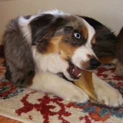 Pawstruck Natural Bulk Cow Hooves For Dogs - Made In The USA Bulk Dog Dental Treats & Dog Chews Beef Hoof, American Made 14 Pawstruck Natural Bulk Cow Hooves For Dogs - Made In The USA Bulk Dog Dental Treats & Dog Chews Beef Hoof, American Made -PawHut Sales Store GUEST f16621de 9708 4069 a009 fe2806bdd6b3