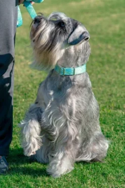 PawHut Sales Store -PawHut Sales Store GUEST f1e69970 f8c5 4367 bae3 3810455a643a