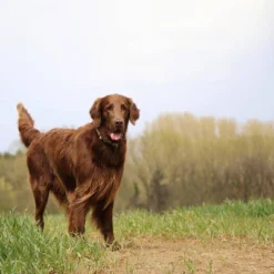 Nutro Natural Choice Small Breed Adult Chicken And Brown Rice Dry Dog Food 16 Nutro Natural Choice Small Breed Adult Chicken And Brown Rice Dry Dog Food -PawHut Sales Store GUEST f88194c9 6d95 4d5b b5c9 c2ac9597da6d 4