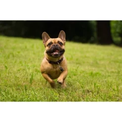 Tickless Natural Flea & Tick Repellent For All Dog Sizes - Black