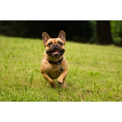 Tickless Natural Flea & Tick Repellent For All Dog Sizes - Black 1 Tickless Natural Flea & Tick Repellent For All Dog Sizes - Black