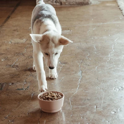 Jinx Salmon, Brown Rice And Sweet Potato Dry Dog Food Bag 2 Jinx Salmon, Brown Rice And Sweet Potato Dry Dog Food Bag - Image 2