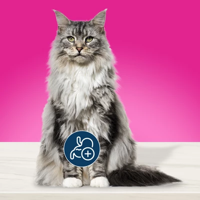 Blue Buffalo True Solutions Indoor Hairball Adult Cat Chicken Dry Cat Food - 11lbs 2 Blue Buffalo True Solutions Indoor Hairball Adult Cat Chicken Dry Cat Food - 11lbs - Image 2