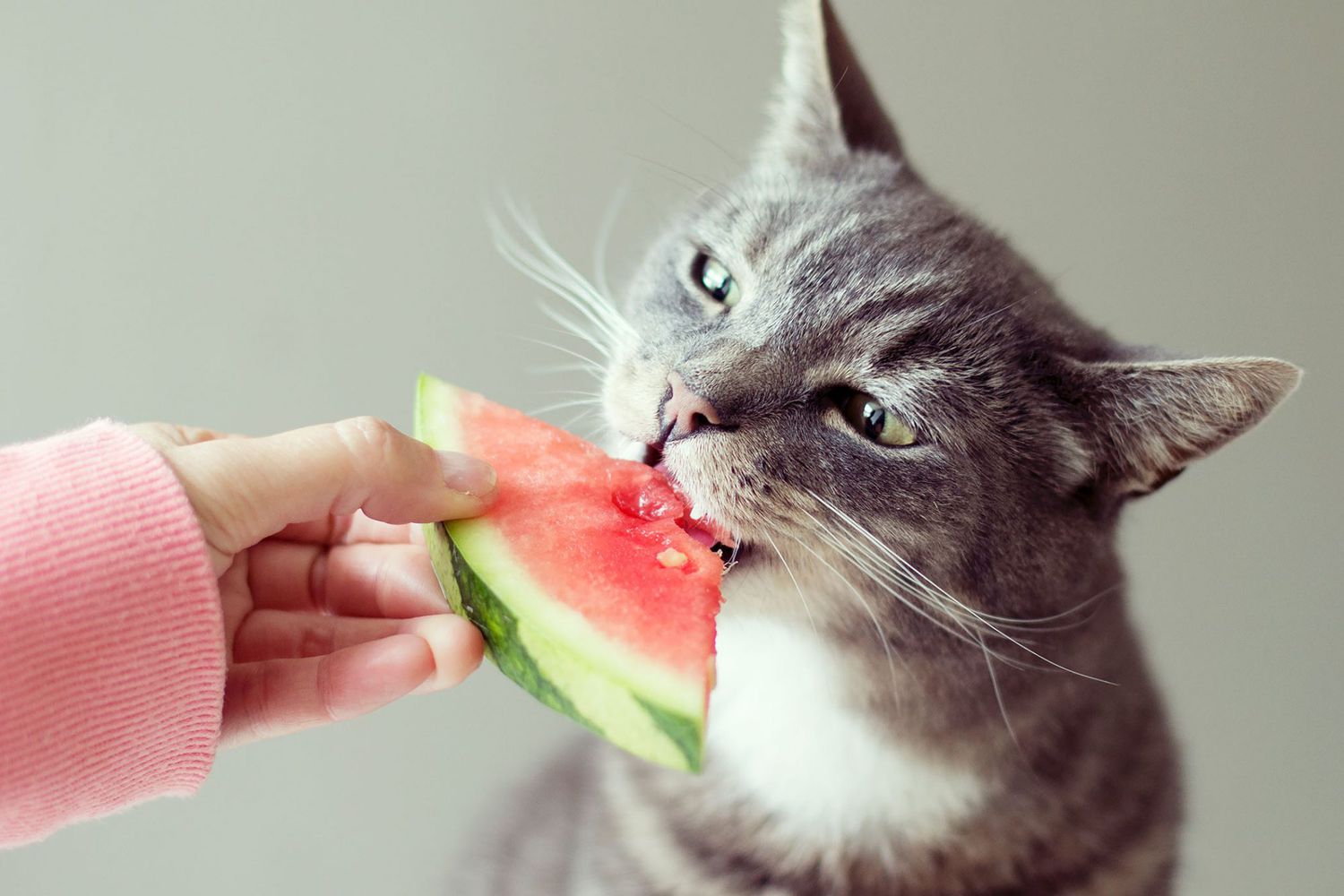 PawHut Sales Store -PawHut Sales Store cat watermelon 567345625 2000 7b4d2c7551b547f99d95c211a5d810a4