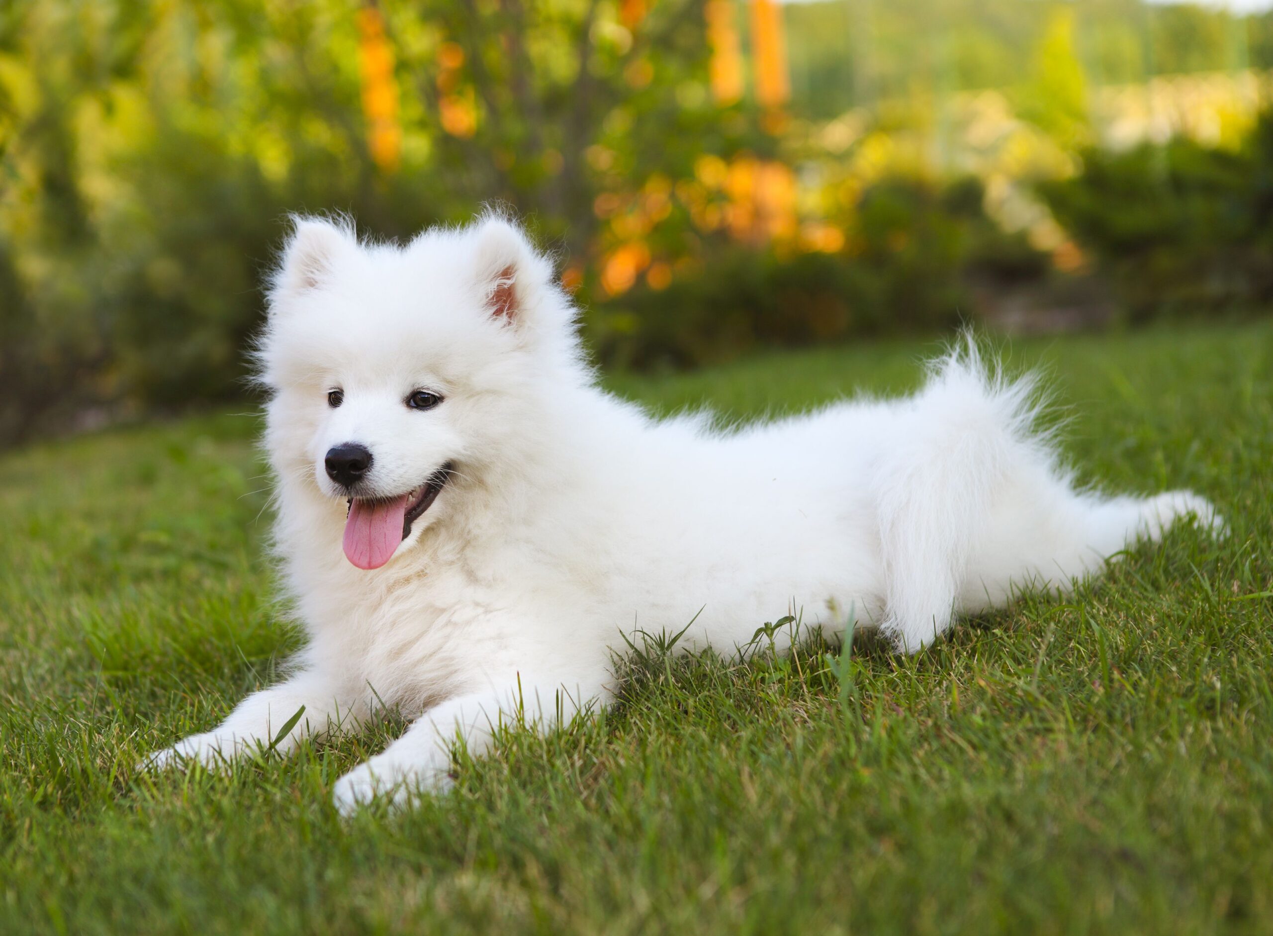 PawHut Sales Store -PawHut Sales Store funny samoyed puppy in the summer garden 546432458 aba75edf78e44cb0bc4f310497c08a6b scaled